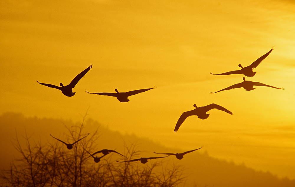 Gänse bei Sonnenaufgang