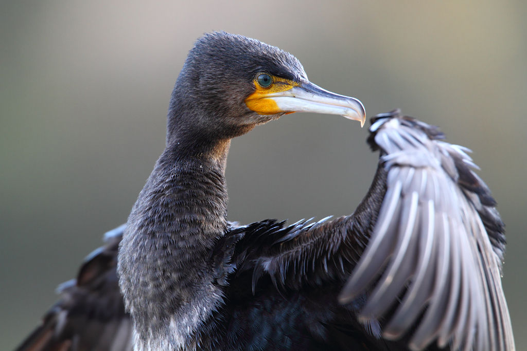 Ein hübscher Vogel