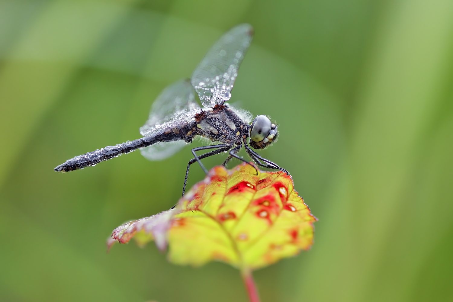 Schwarze Heidelibelle