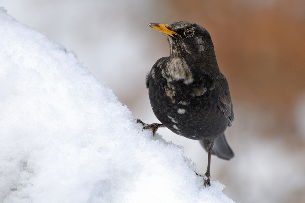 gefleckte Amsel