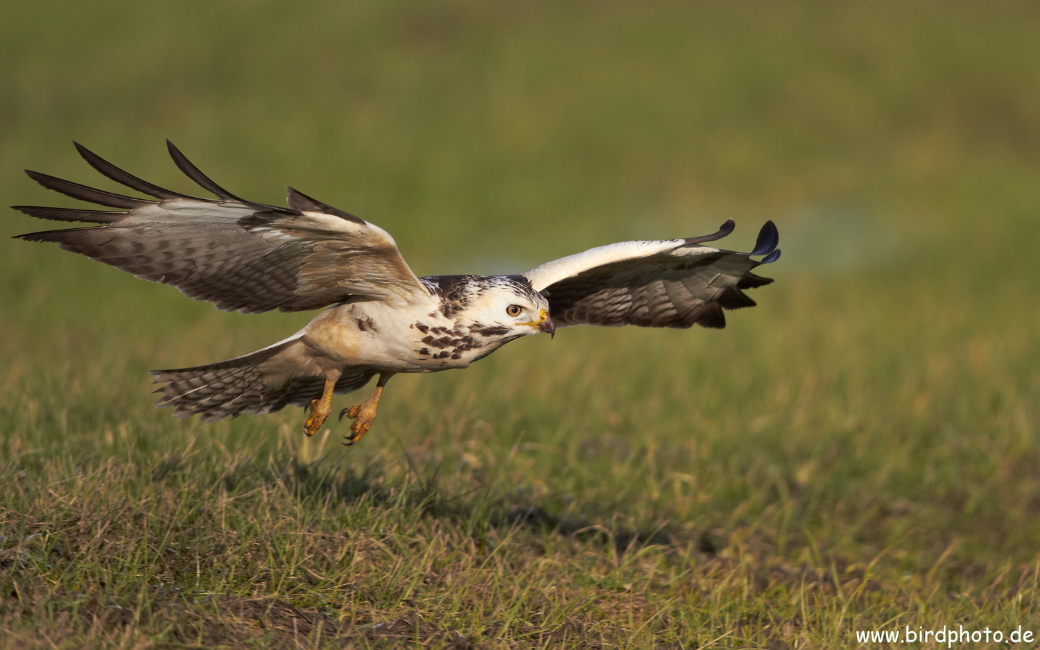 Mäusebussard