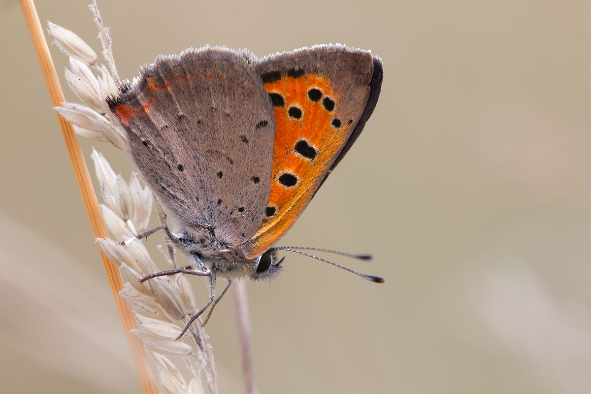 Kleiner Feuerfalter (lycaena phlaeas)