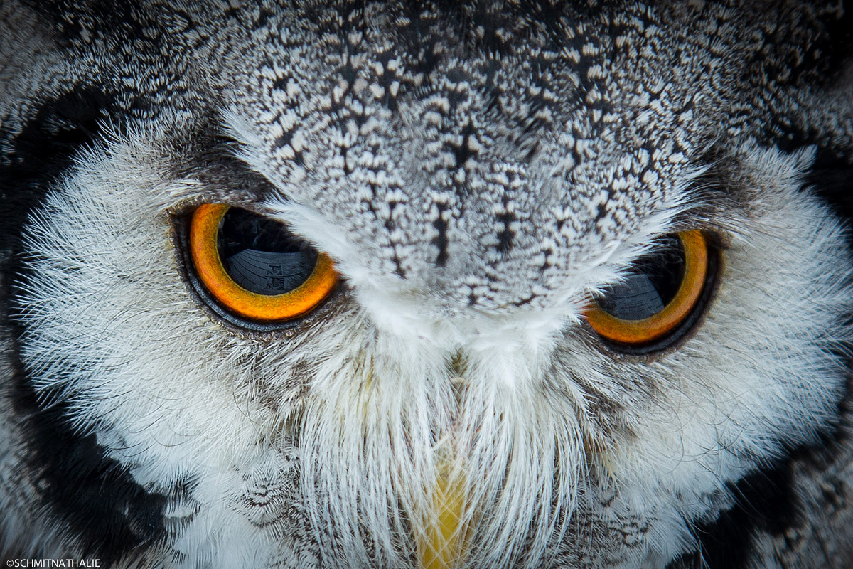 Büscheleule (Otus leucotis)