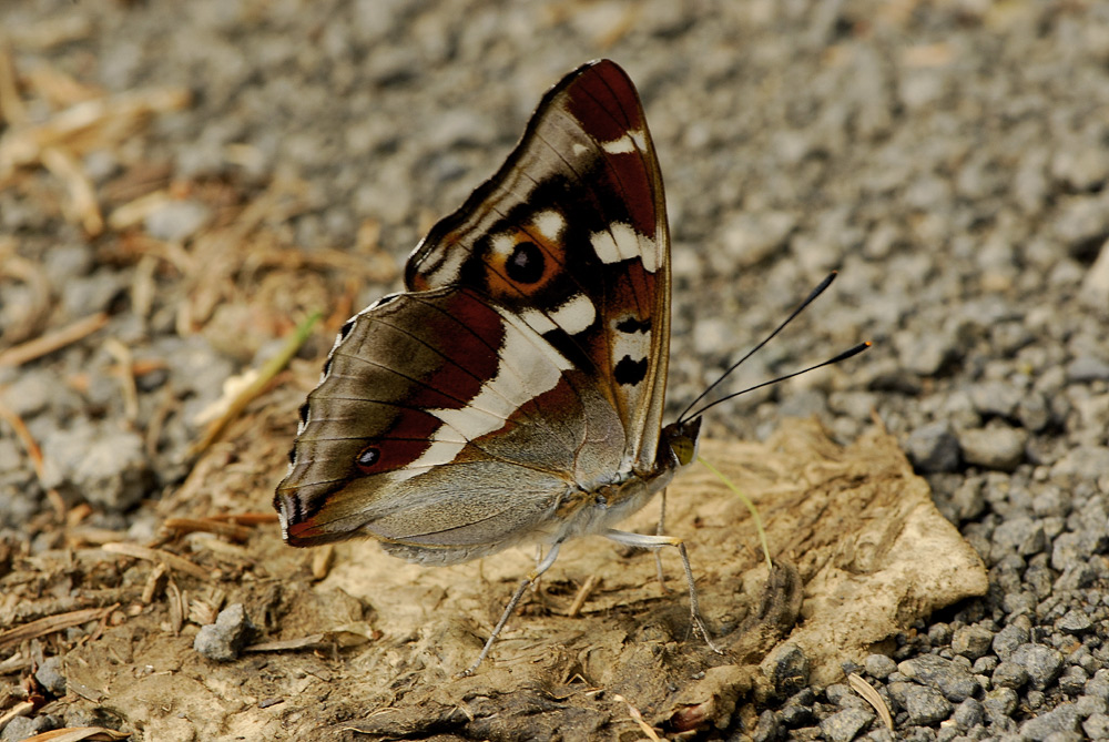 Schillerfalter