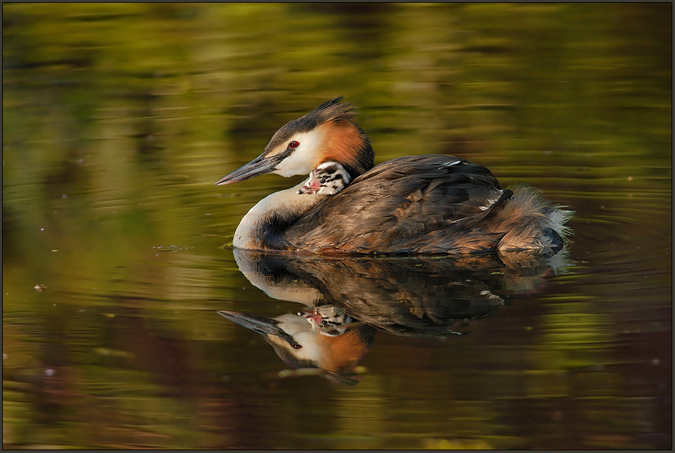 Haubentaucher *Podiceps cristatus* [ND]