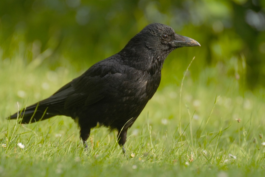 Rabenkrähe (Corvus corone corone)