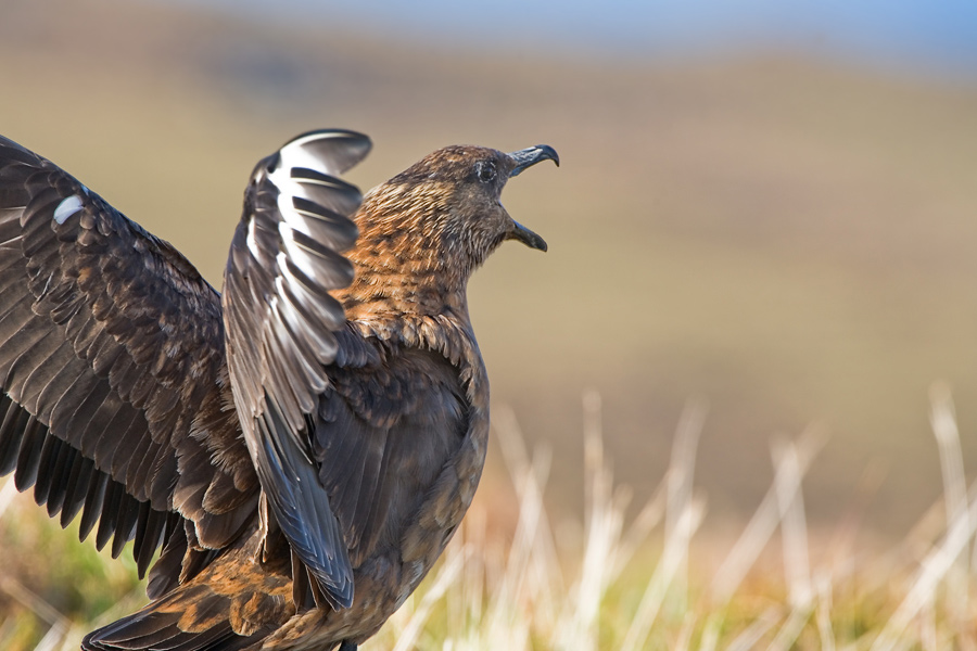 Skua