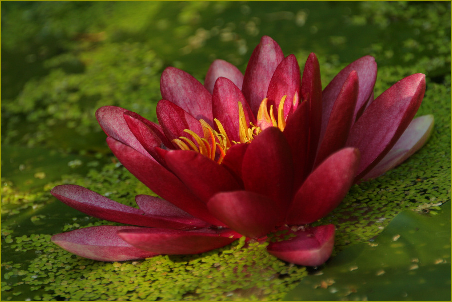 Seerose auf Wasserlinsen