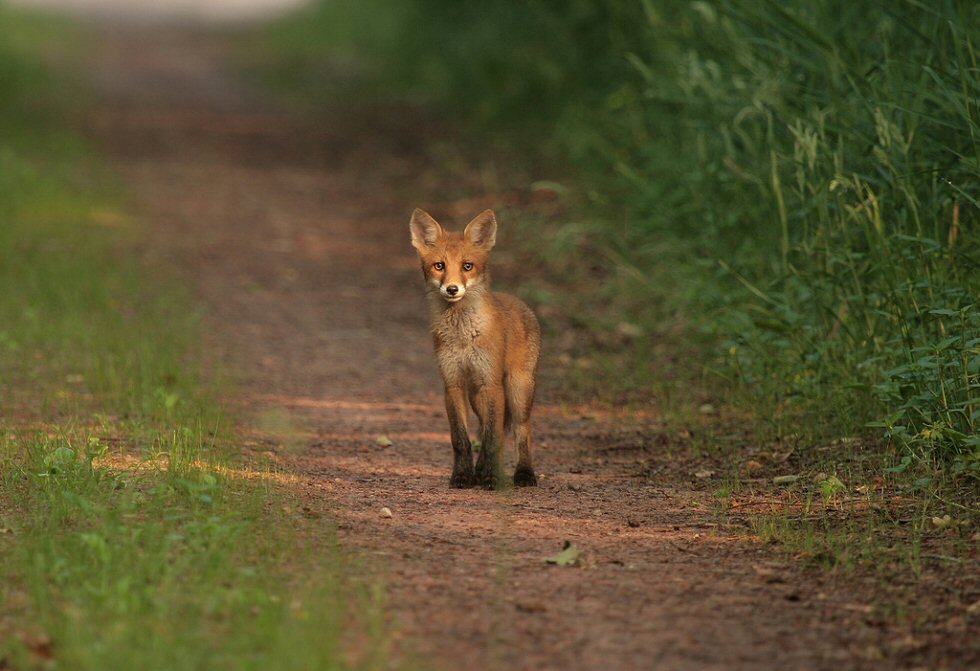 Junger Fuchs !