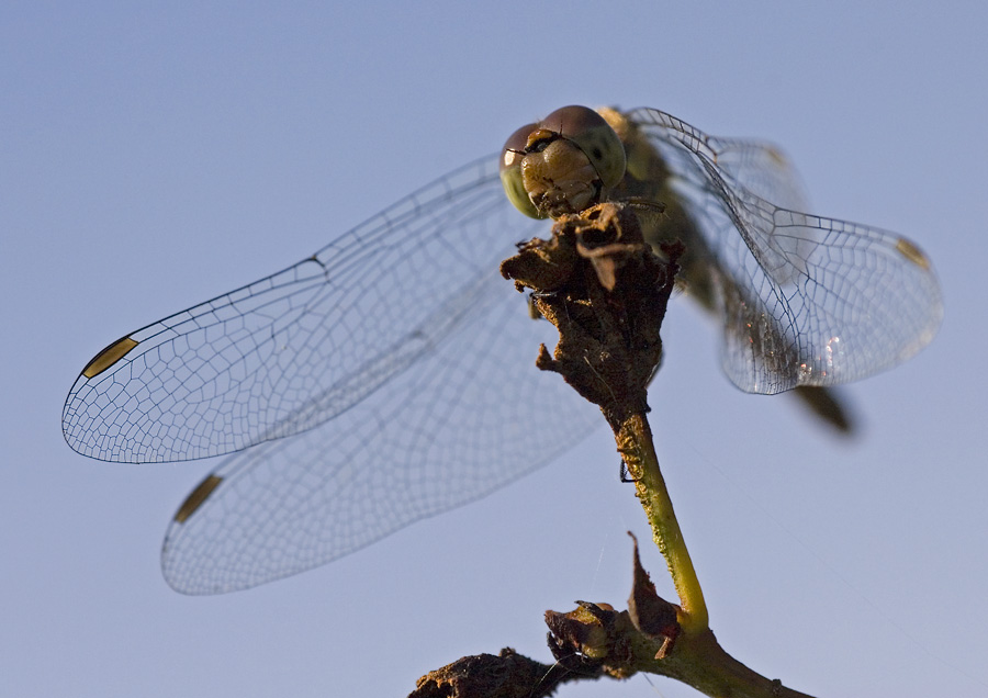 Heidelibelle am Abend