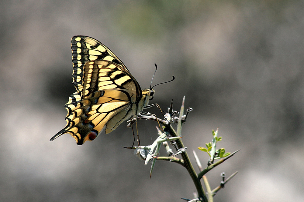 Papilio machaon L. auf Dornen