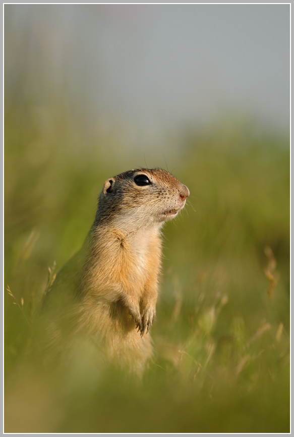 Europäischer Ziesel (Spermophilus citellus)