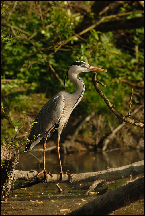 Graureiher (Ardea cinerea)