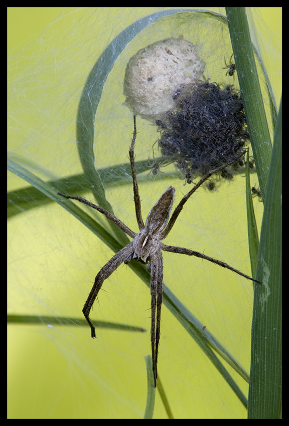 Raubspinne