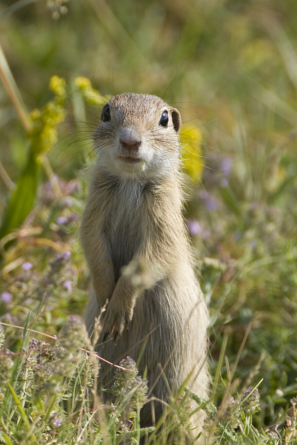 Ziesel (Forum für Naturfotografen)