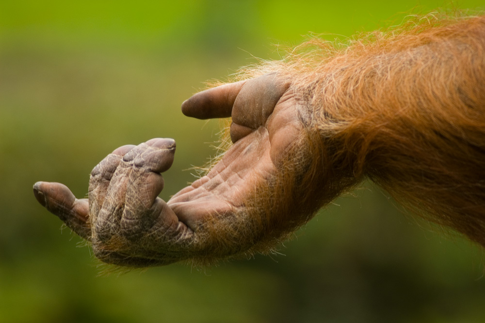 Orang-Utan Hand