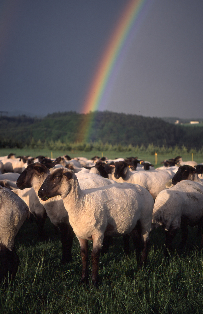 Schafe und Regenbogen