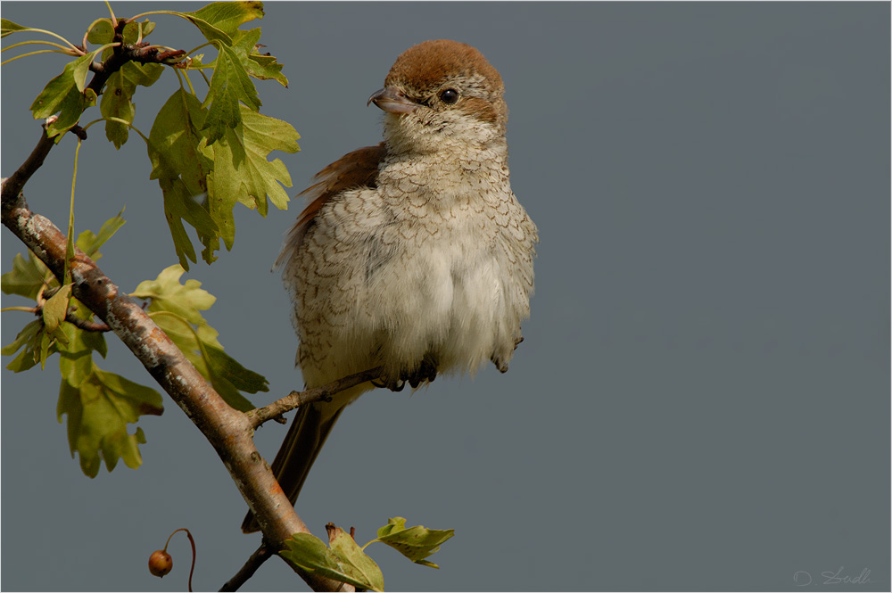 Neuntöter Jungvogel