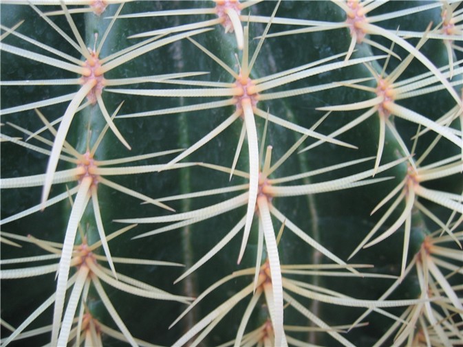 Echinocactus