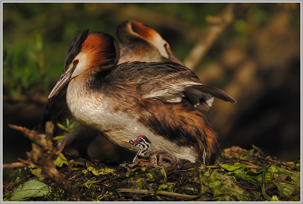 Wachablösung am Nest der Haubentaucher (Podiceps cristatus)