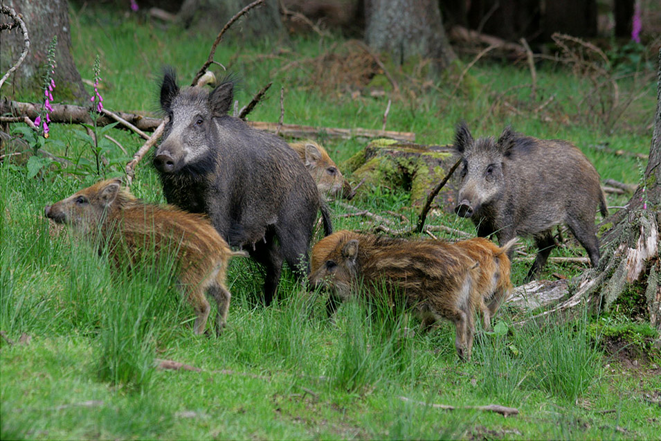 Schwarzwildrotte