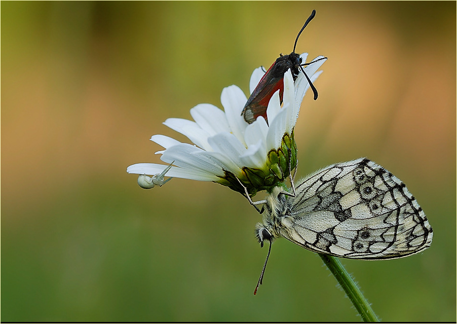 ~ Besuch am Schachbrettfalter-Schlafplatz ~
