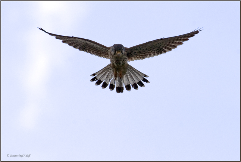 Falke im Rüttelflug