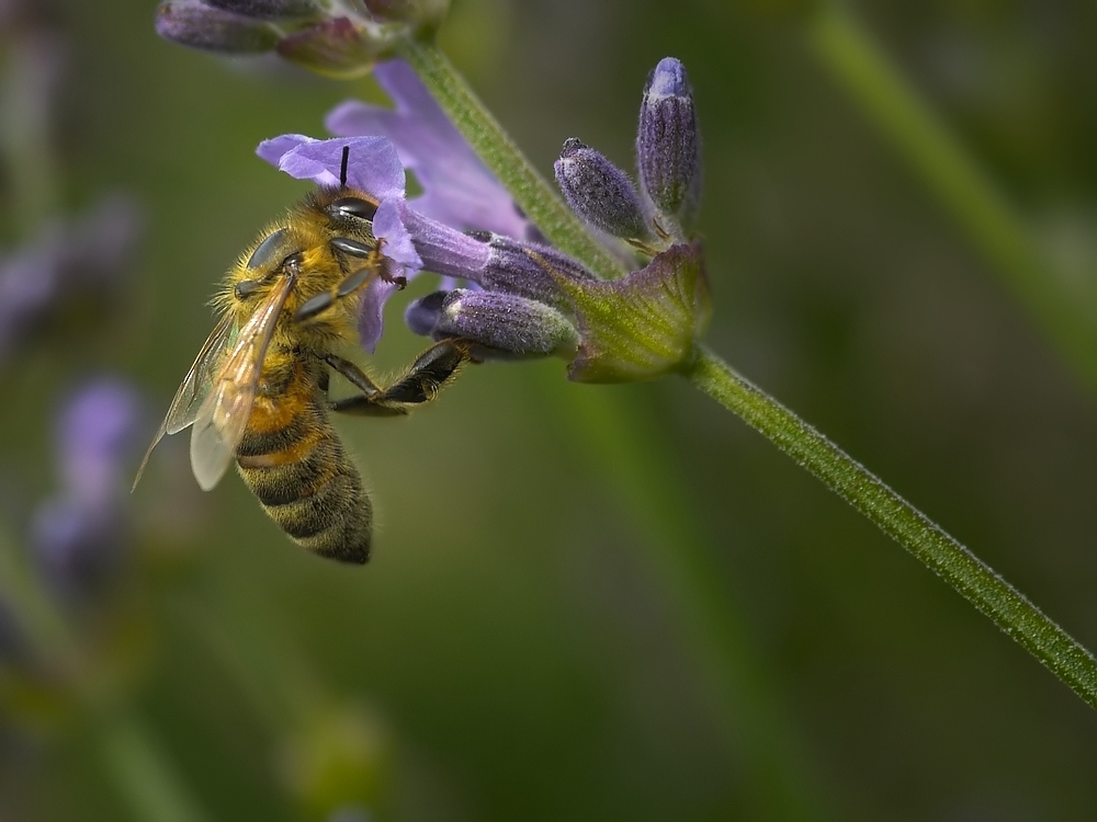 Biene an Lavendelblüte