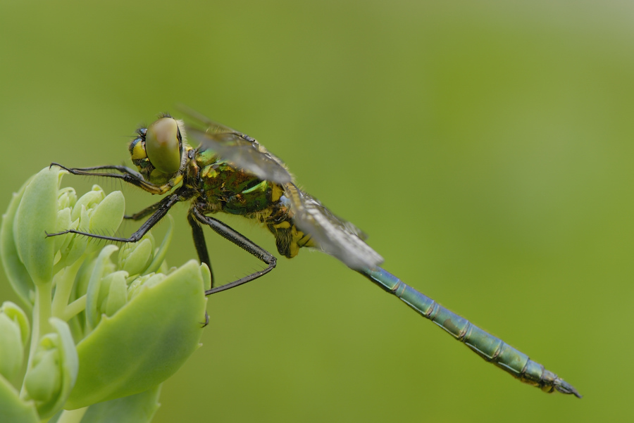 *Somatochlora metallica*