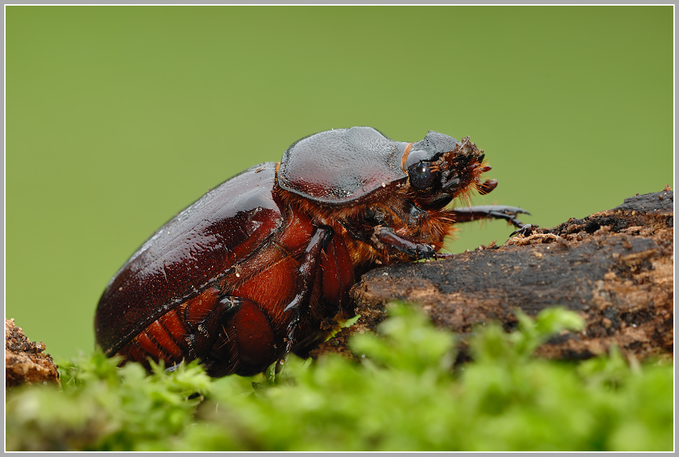 Nashornkäfer (Oryctes nasicornis)