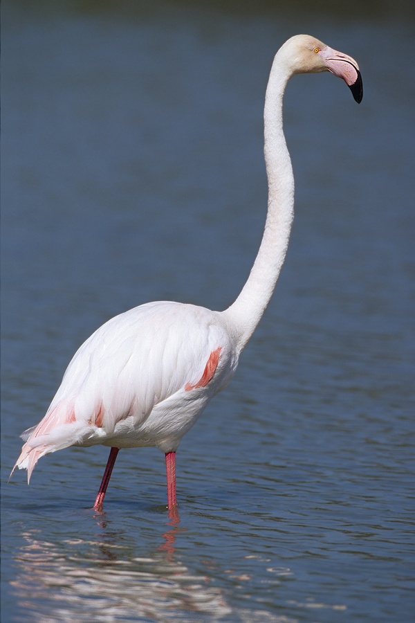 Rosaflamingo