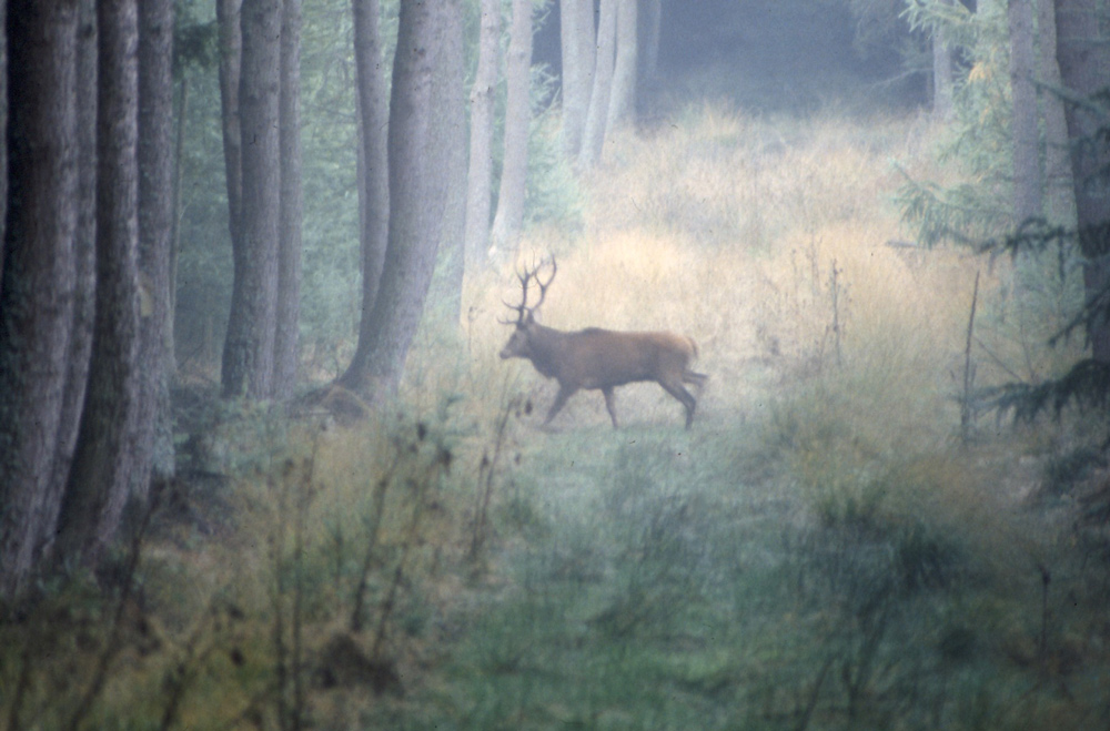 Hirsch im Nebel