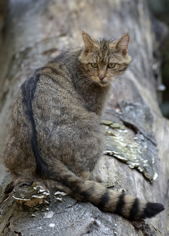 Wildkatze