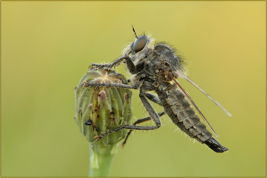 Säbel-Raubfliege Dysmachus trigonus