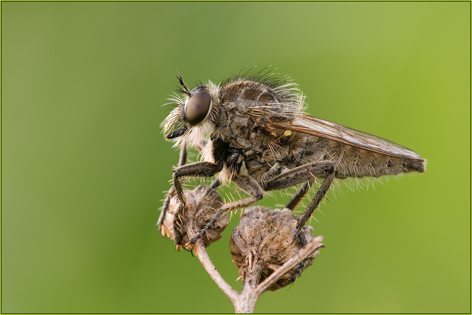 Säbel-Raubfliege (Dysmachus trigonus)