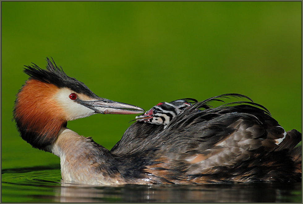 Haubentaucher *Podiceps cristatus* [ND]