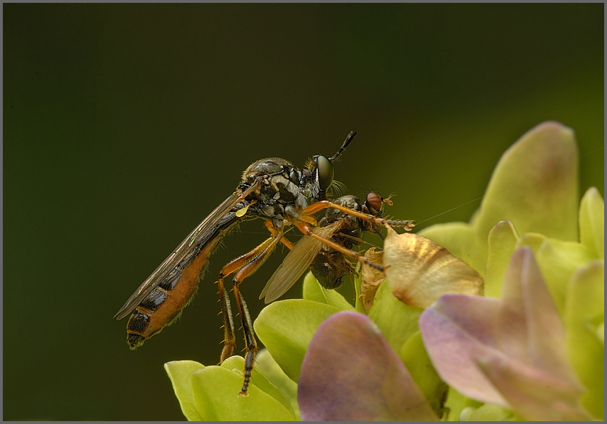 Aktion im Blumenbeet