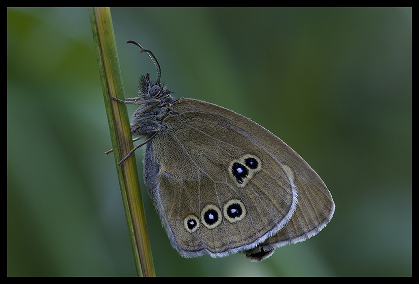 Brauner Waldvogel