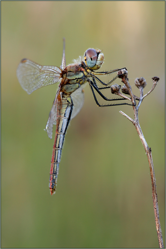 Frühe Heidelibelle - Sympetrum fonscolombii