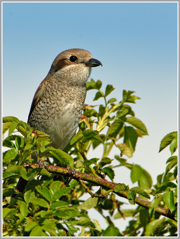 Neuntöter (Jungvogel)