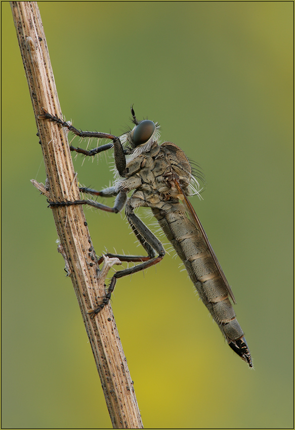 ND Raubfliege (Machimus arthriticus)