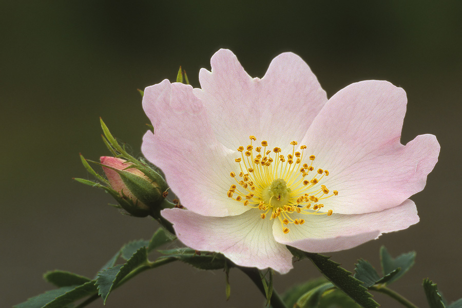 Blüte und Knospe der Hundsrose