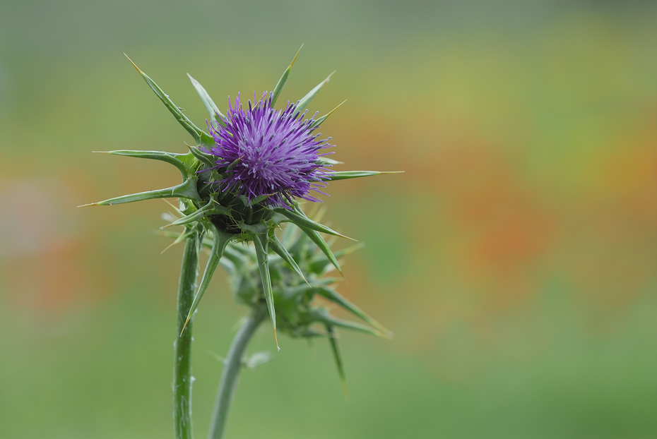 In einer Sardischen Blumenwiese