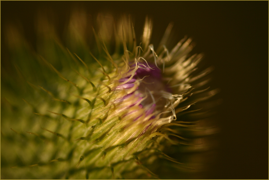 Distel im Abendlicht