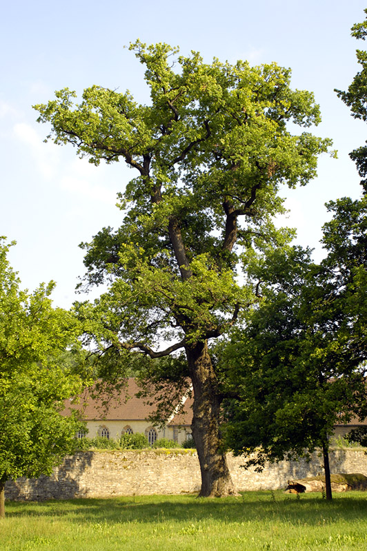 Stieleiche bei Kloster Dalheim/Paderborn