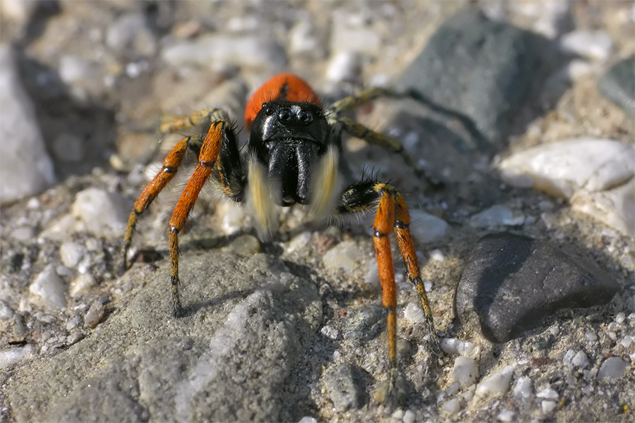 Philaeus chrysops