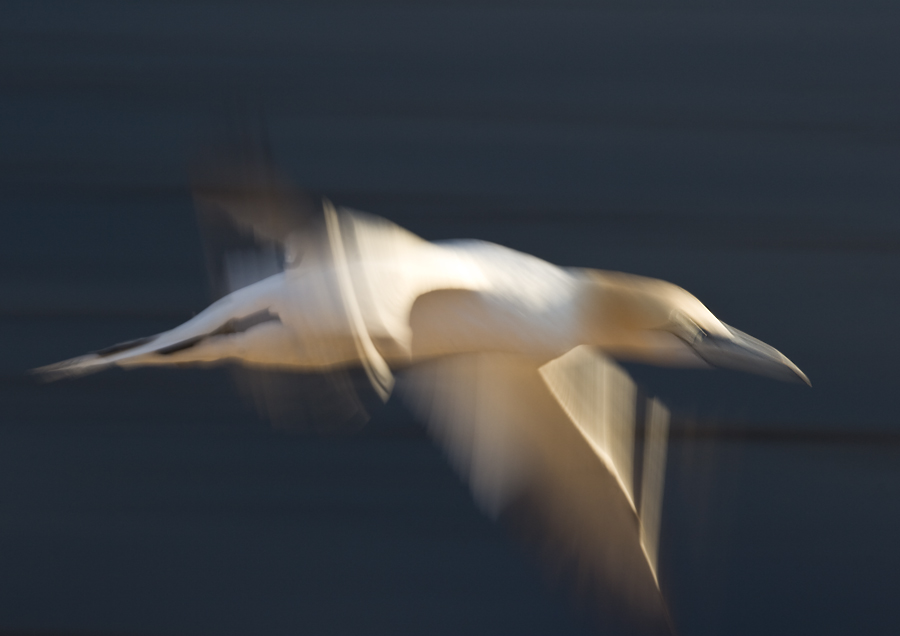 Basstölpel im Vorbeiflug