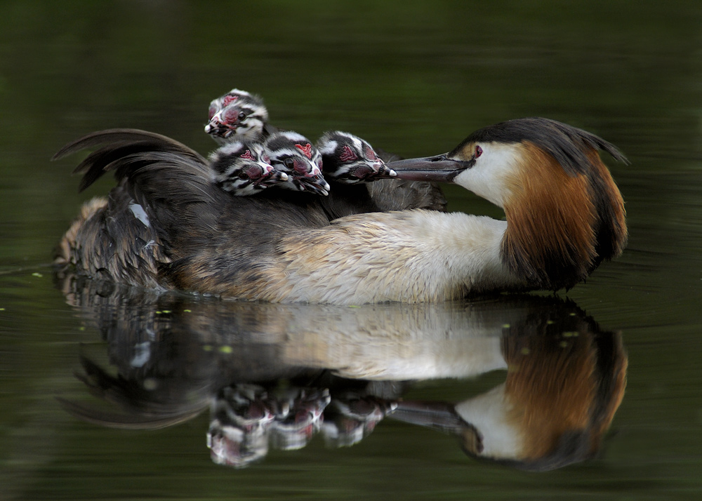 Haubentaucher (Podiceps cristatus)