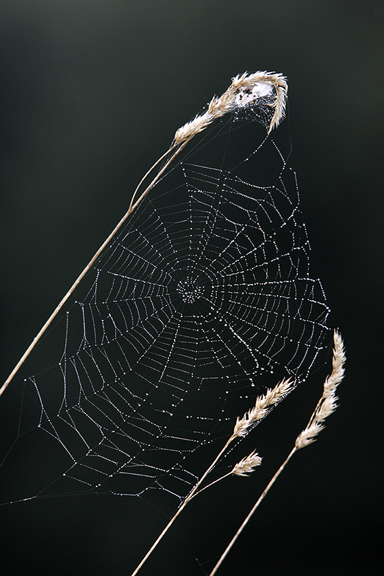 Kleines Kunstwerk der Natur