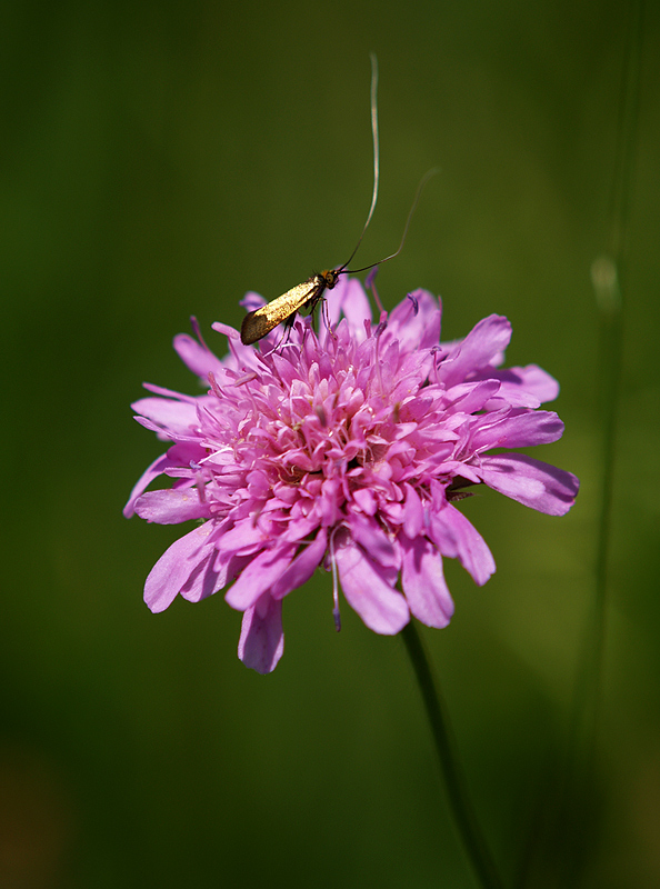 Blüte mit Besucher